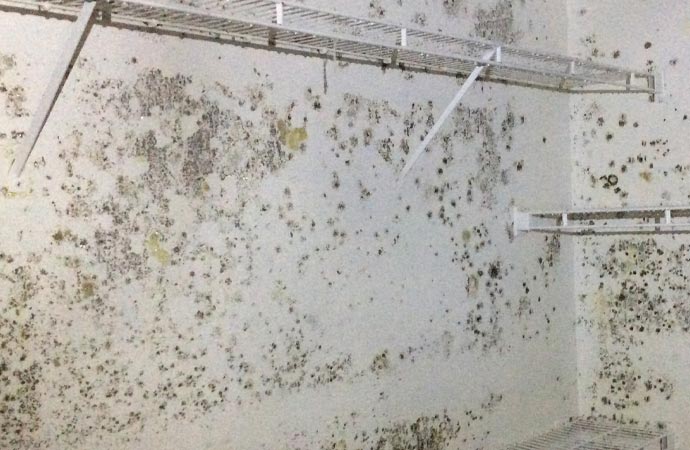 Growing mold in the wall