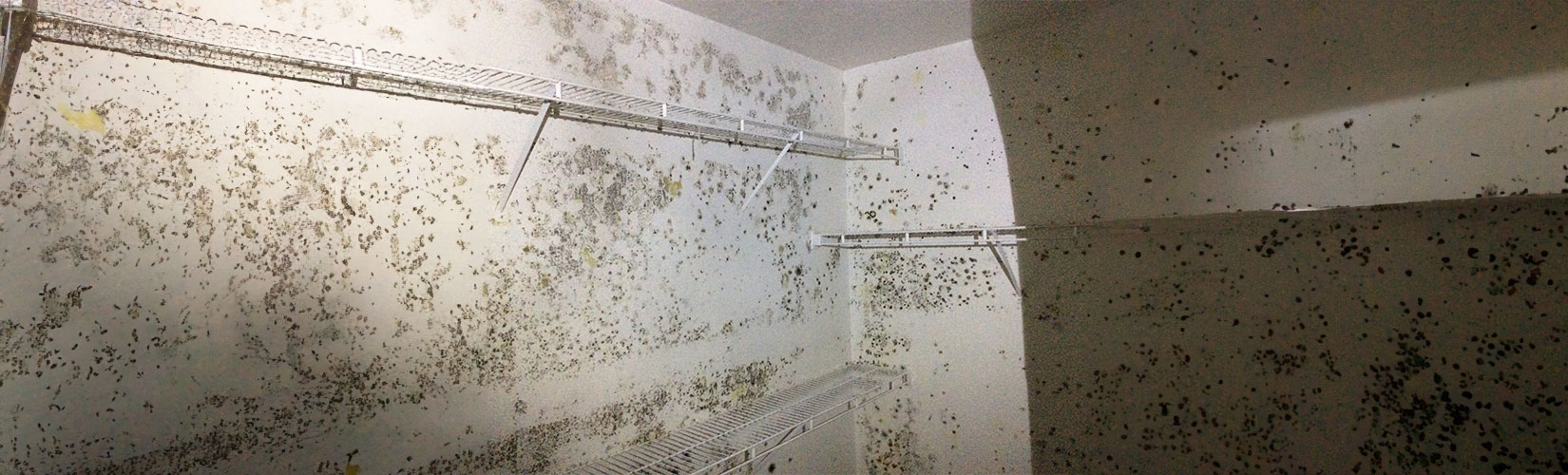 Mold Remediation Service in Durango, Farmington, Cortez, and Pagosa Springs