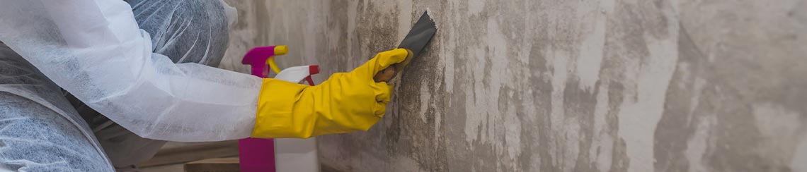 mold removal vs remediation