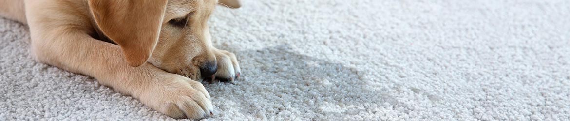 Banner of carpet odor removal service