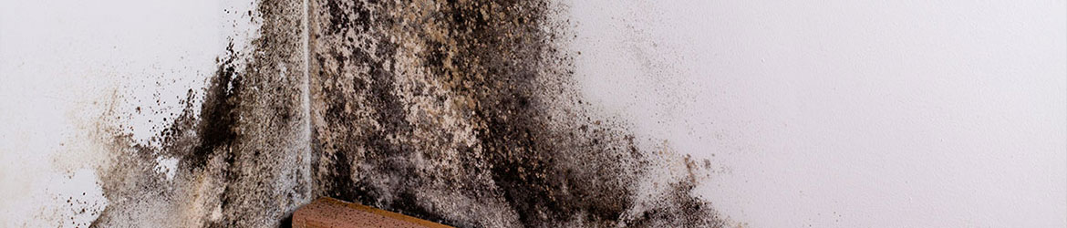 Mold Decontamination Service