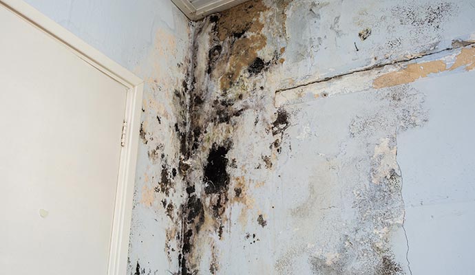 Black mold on the wall