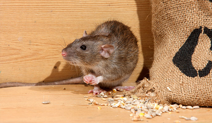 Brown rat eating seeds from grain sack