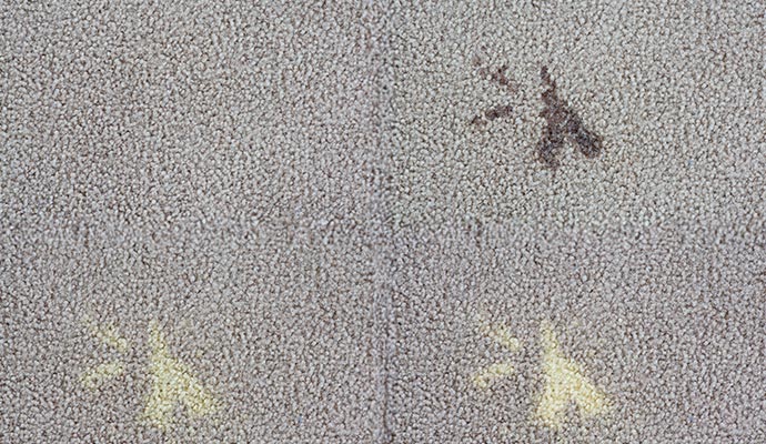 Carpet with a visible bleach spot and stain