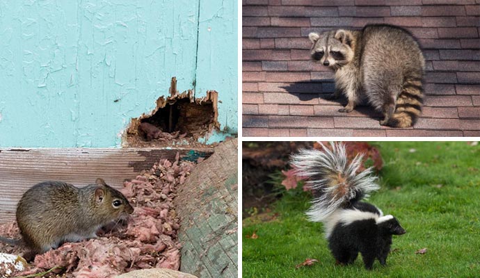 Collage featuring a rodent infestation, along with a squirrel and a skunk