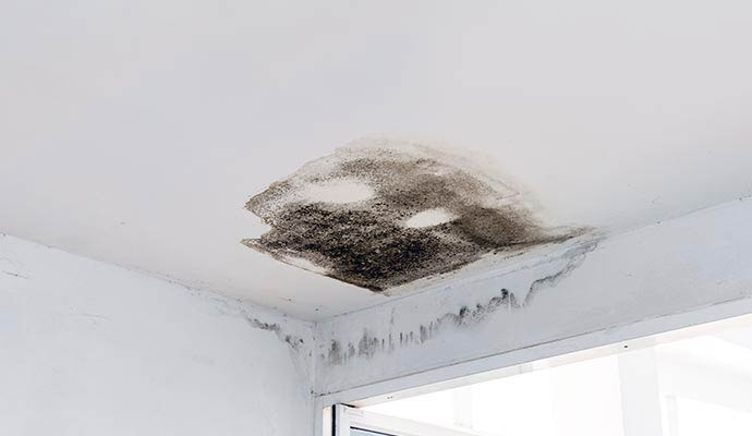 Black mold on the ceiling