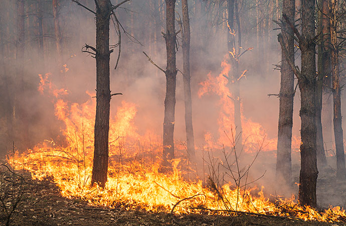 wildfire Smoke & Flame Damage