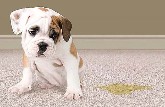 Pet urine on the rug