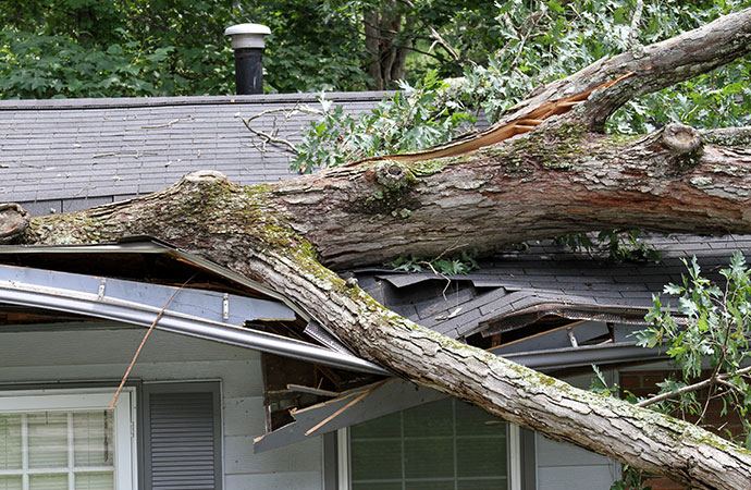 fallen tree on the house in Durango