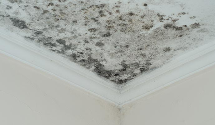 Mold damaged ceiling