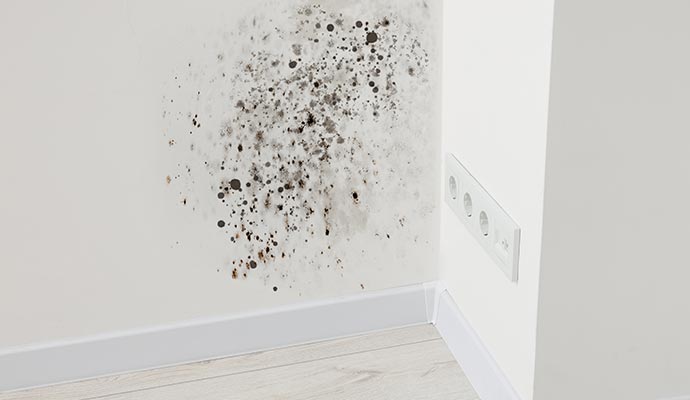Mold damaged wall Mold damaged wall