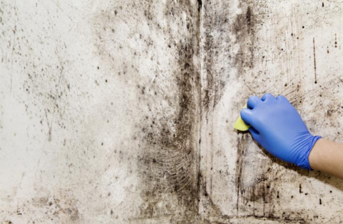 Mold Decontamination Service by Best CDRS