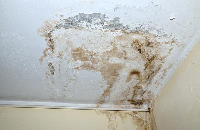 mold on white ceiling