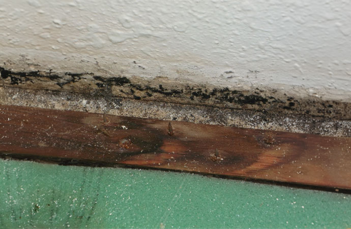 Black mold