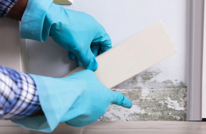 Mold Repair Process