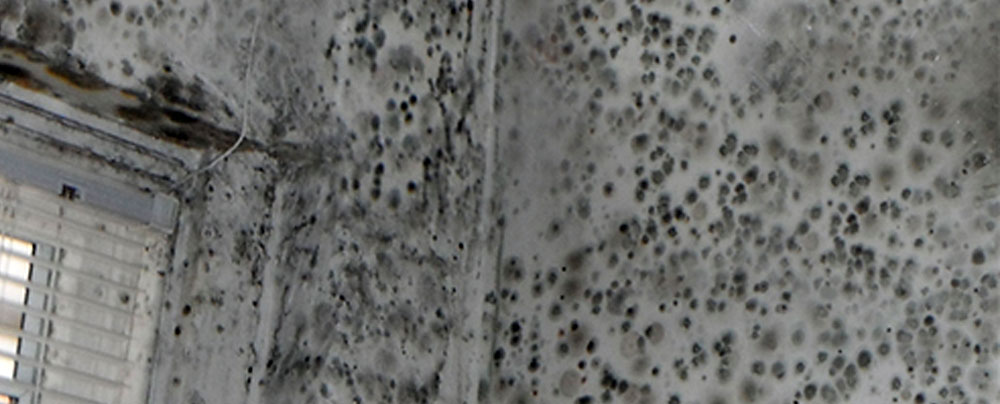 Black Mold Durango Farmington Cortez And Pagosa Springs Best Primary Areas Or Causes Of Mold