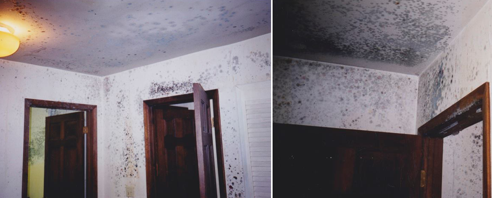 Primary Areas Or Causes Of Mold Durango Farmington Cortez And