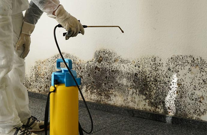 Necessity to Hire Professionals for Mold Remediation