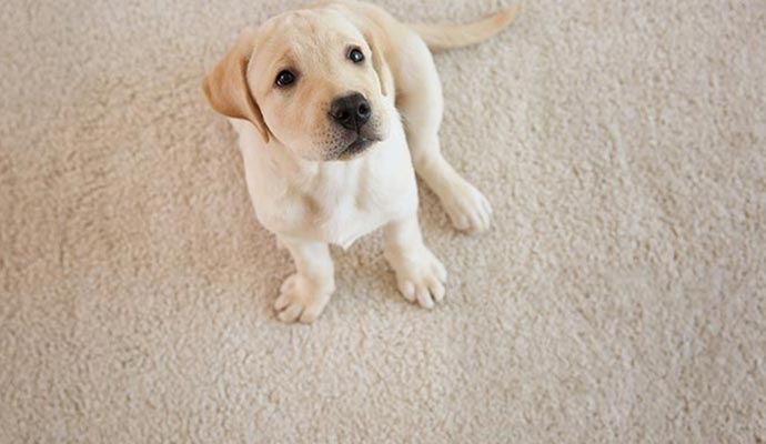 Pet sitting comfortably on a freshly cleaned carpet