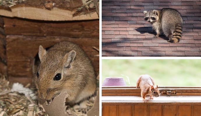 Common household wildlife pests