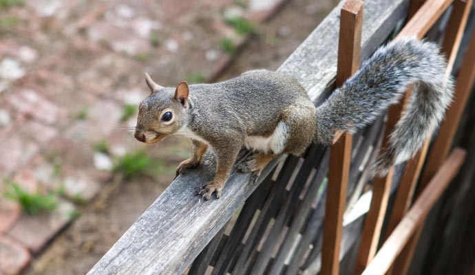 Gray squirrel on fence Gray squirrel on fence