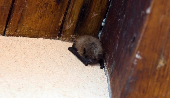 Little brown bat in corner of house attic