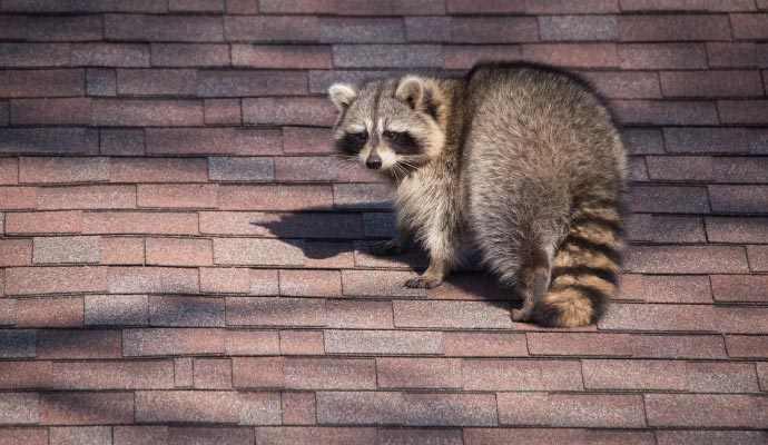 Raccoon on the roof
