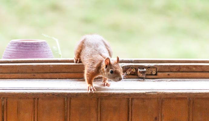 Small squirrel climbing on wooden window frame Small squirrel climbing on wooden window frame