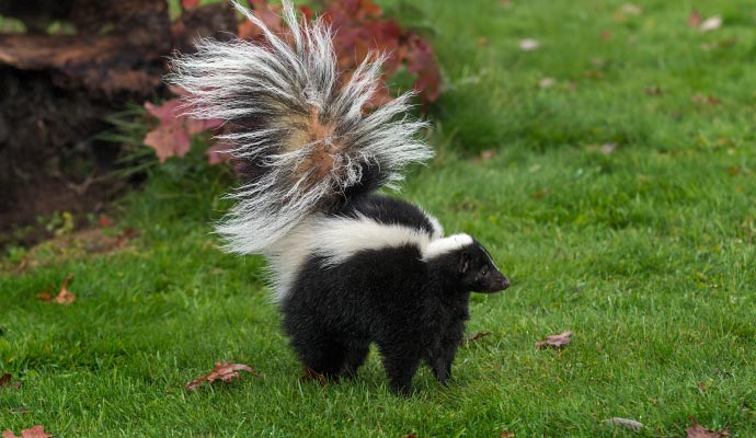 A striped skunk on grass A striped skunk on grass