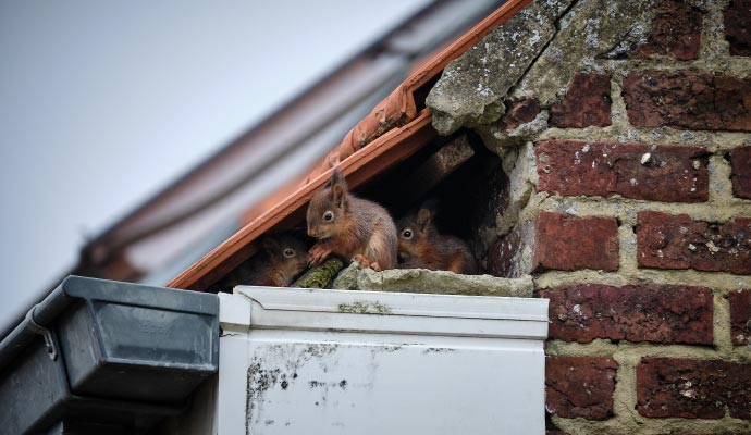 Squirrels nesting in roof Squirrels nesting in roof