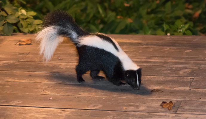 Striped skunk on a wooden deck Striped skunk on a wooden deck