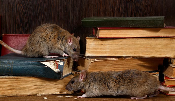 Rodents cutting and chewing through stacked books
