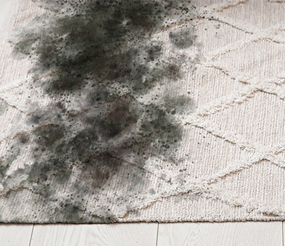 Mold on rug