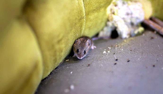 Small mouse peeking out from under a yellow sofa cushion