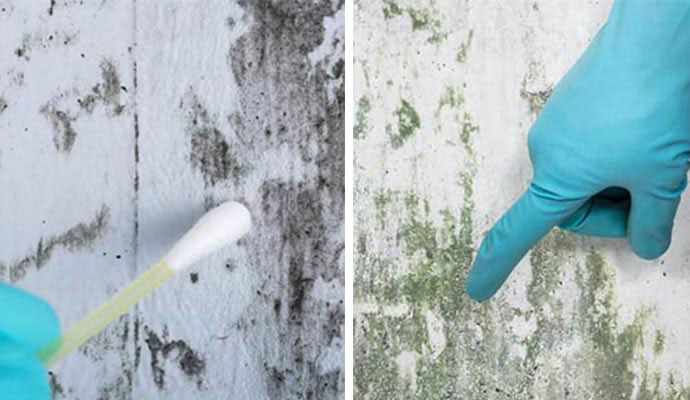 Necessity of Mold Remediation