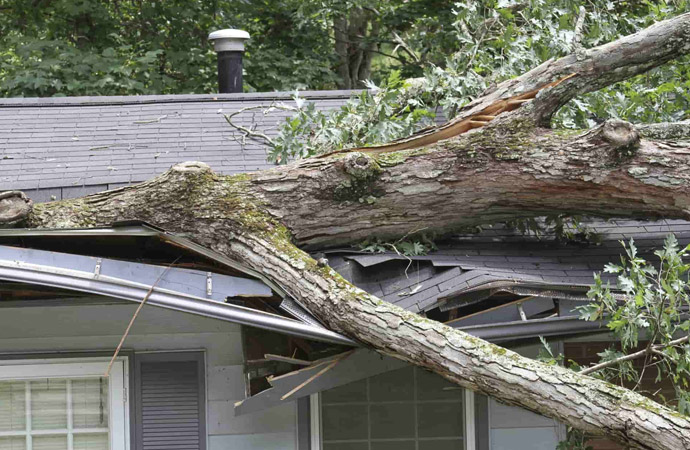 Tree Damage