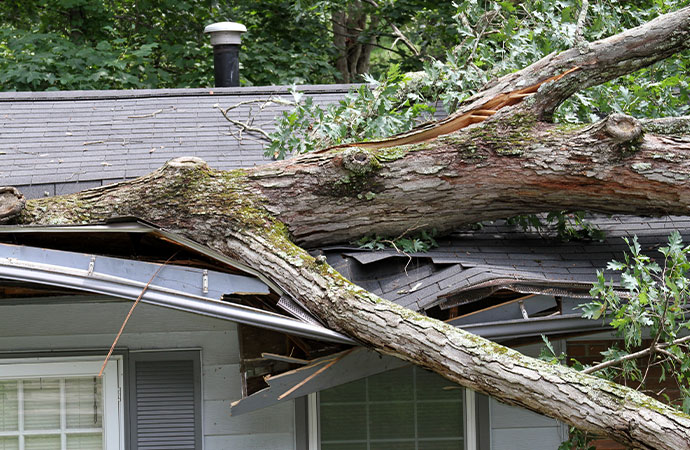 Wind Damages