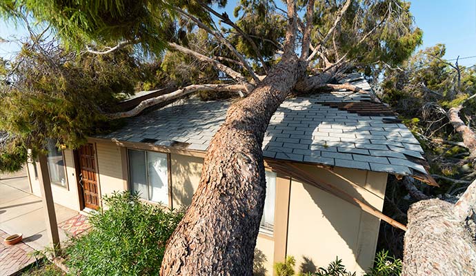 Tree fallen on house roof