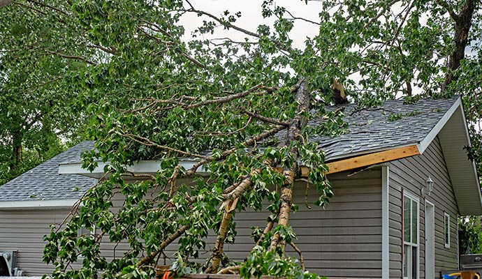 Trees fallen on the roof due to storm