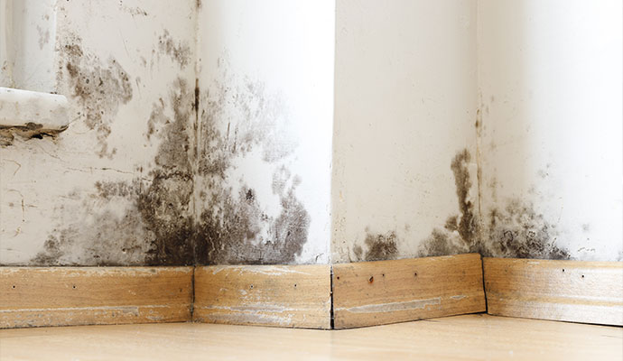 Structural mold damage on interior wall and baseboards