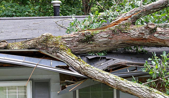 A big tree fallen on the roof of a house due to a heavy storm