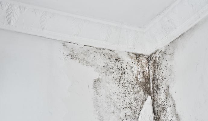 Visible black mold growth on the corner of the wall