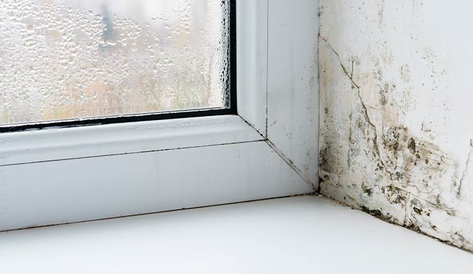 Black mold growth on the wall