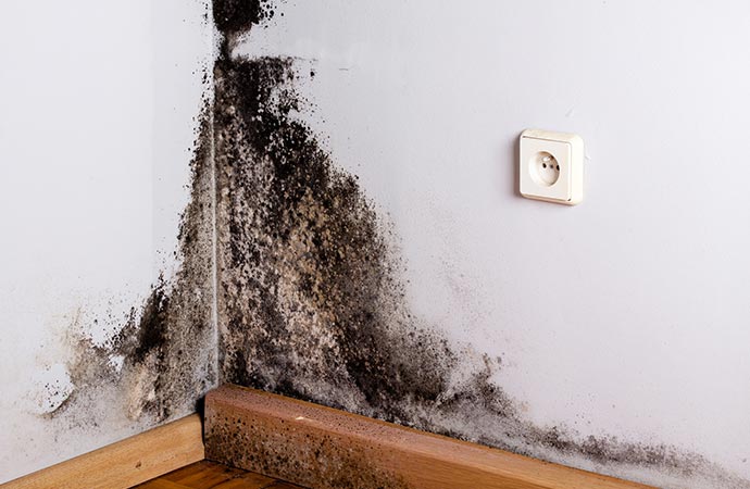 black mold in the white wood floor